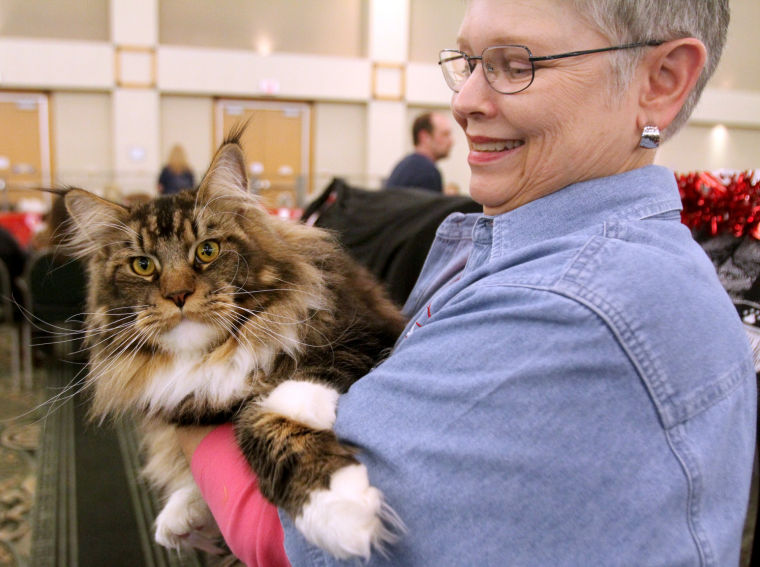Cat Show